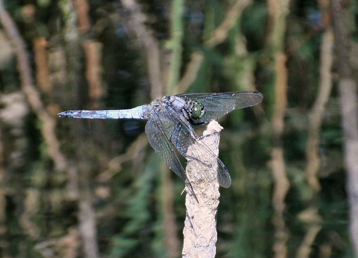 Anax parthenope ?? Orthetrum cancellatum !!!